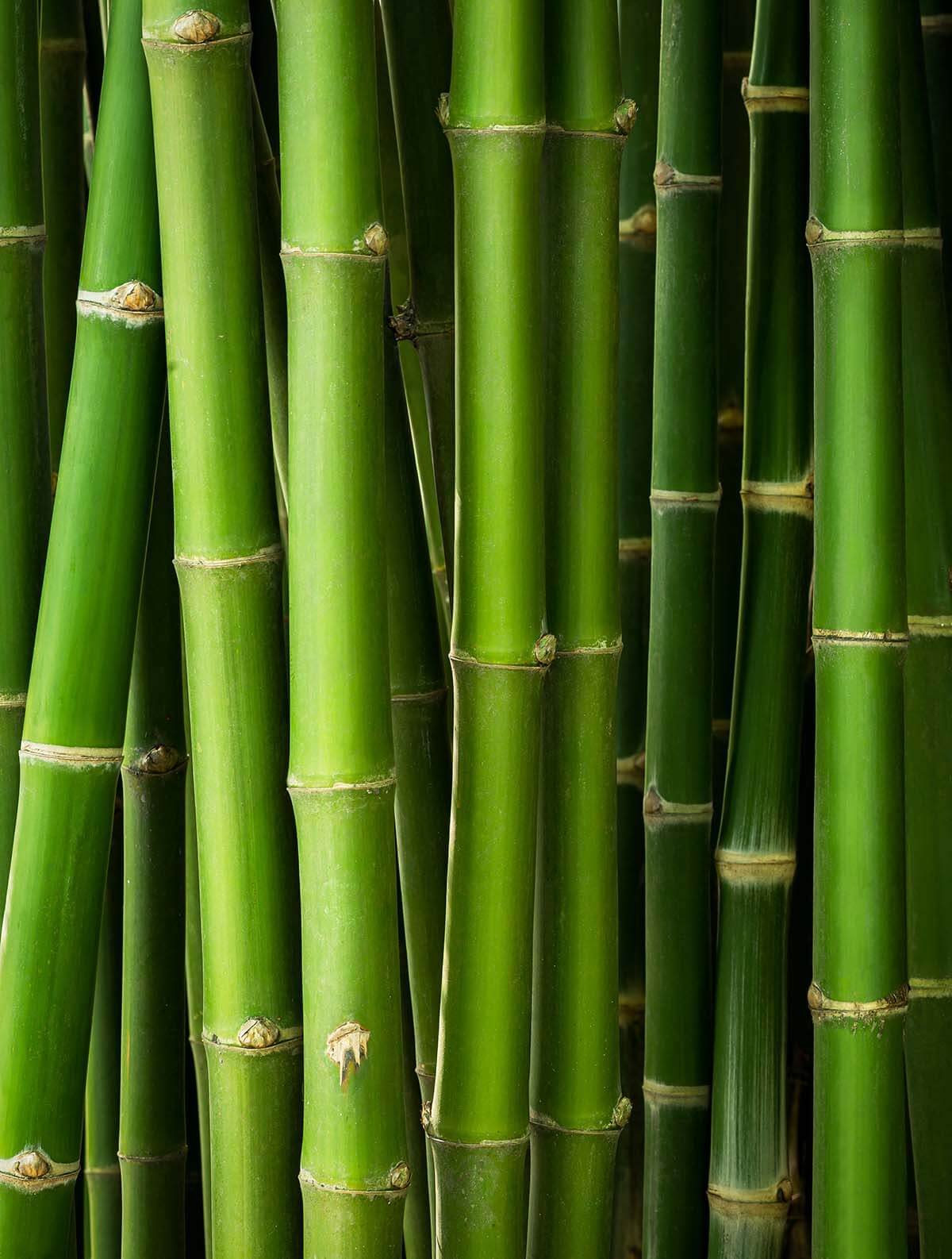 Bamboo in the wardrobe