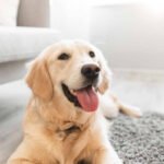 Tips to Pet Proof Your Home