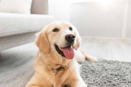 Tips to Pet Proof Your Home
